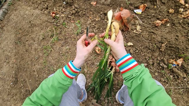 Harvesting & picking